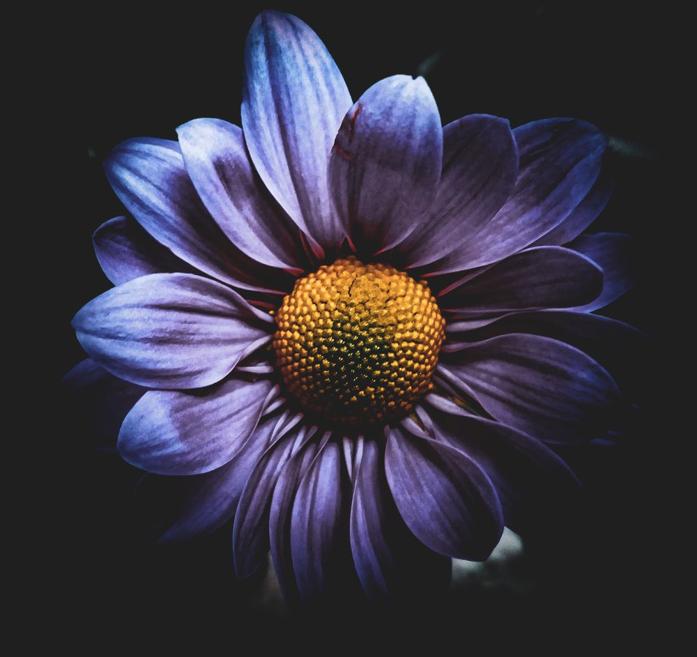 Фотография автора Оля Алехнович