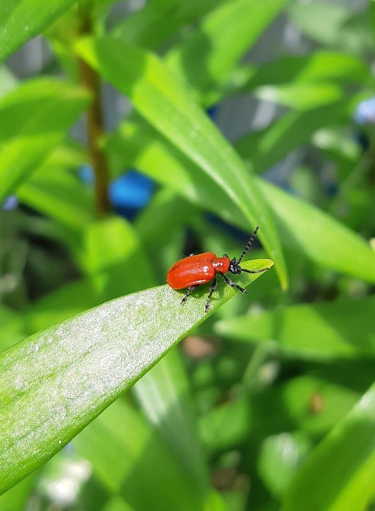 Фотография автора Ирина Лукьянчик