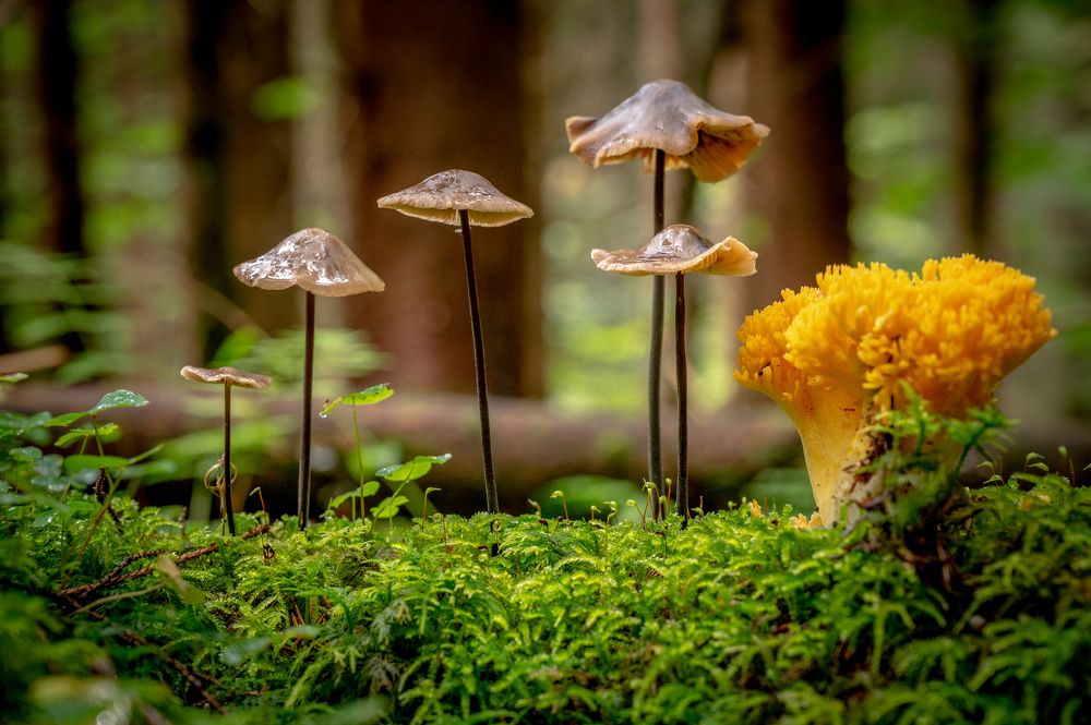 Скажи , Нет войне с Украиной!