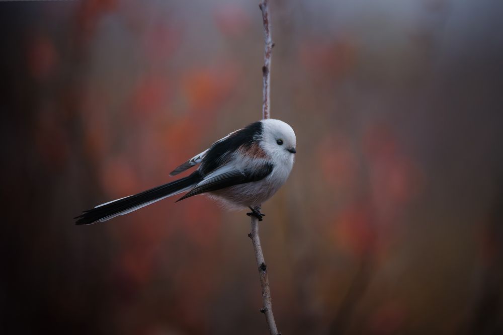 Photograph by Чурсина Виктория