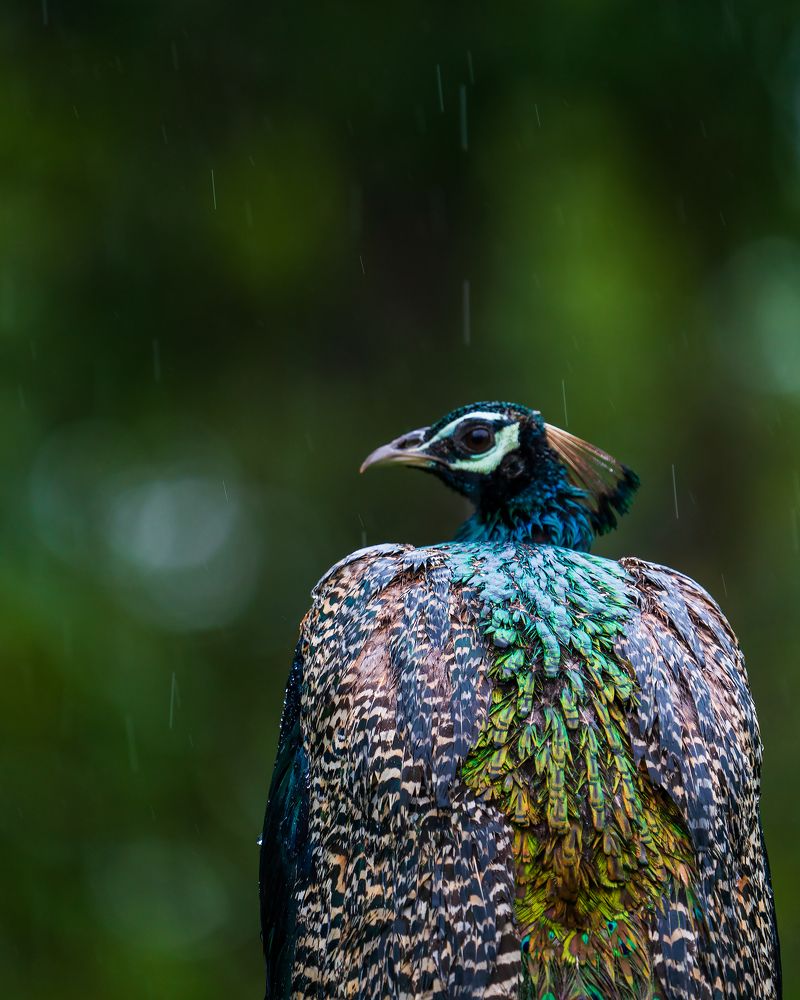 Photograph by Ayan Bhattacharya