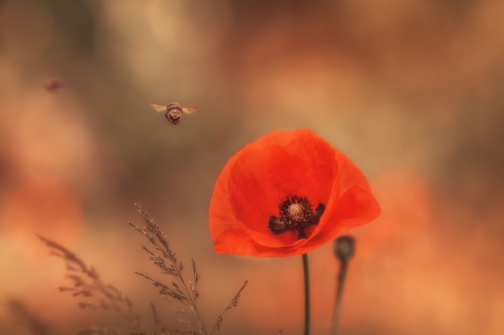 Photograph by Lisowska Monika