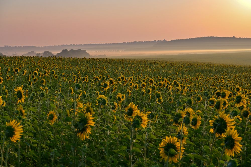 Равнение на солнце