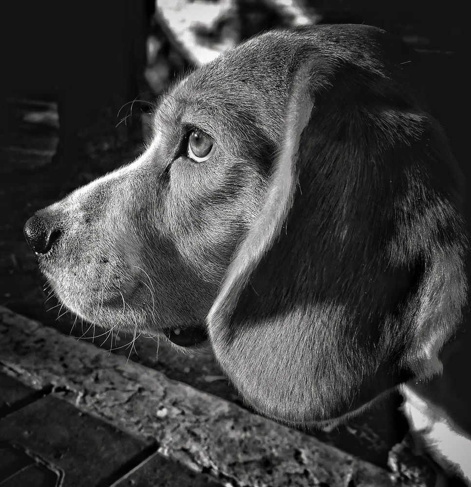 FRANKO the beagle