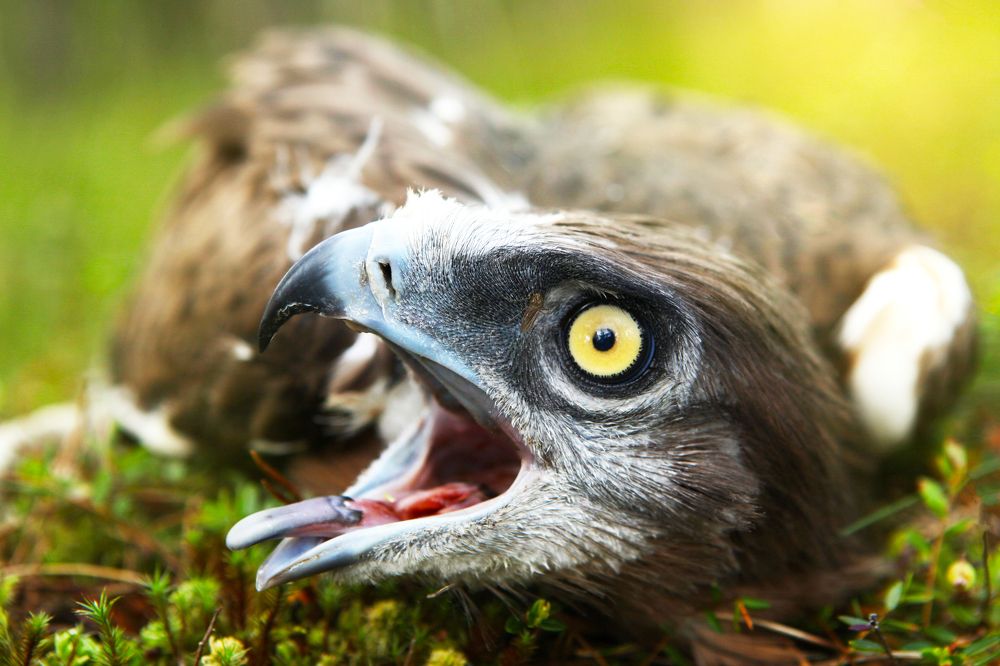 Photograph by Наталья Саксонова