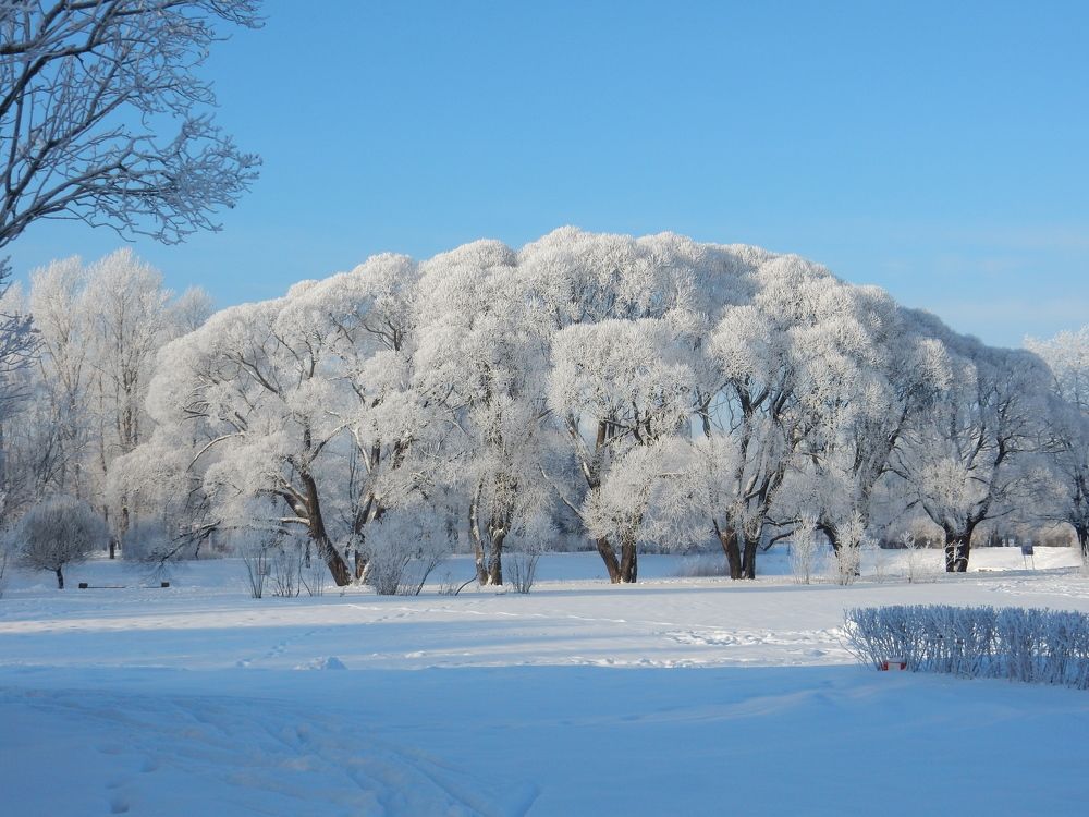 Photograph by Елена Гуляева