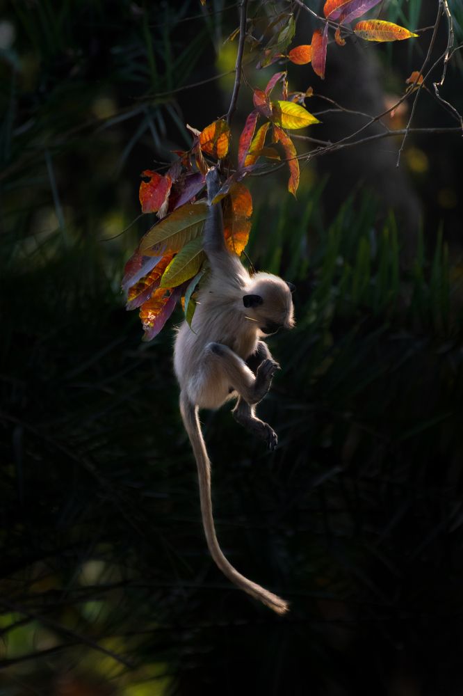 Gray Langur baby