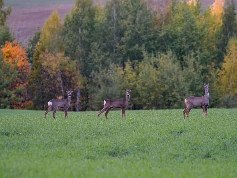 Фотография автора Петр Богомазов