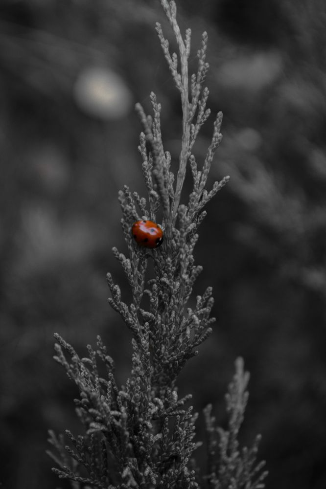 Photograph by Twizz Twizz