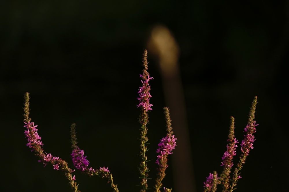 Photograph by Oksana Shchegolkova