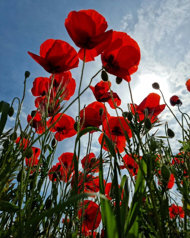 Маковый рай