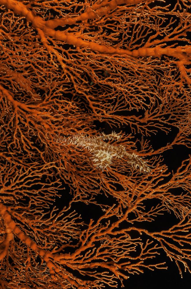 Маскировка