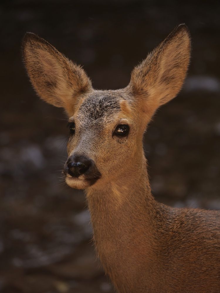 Photograph by Ренат Урусов