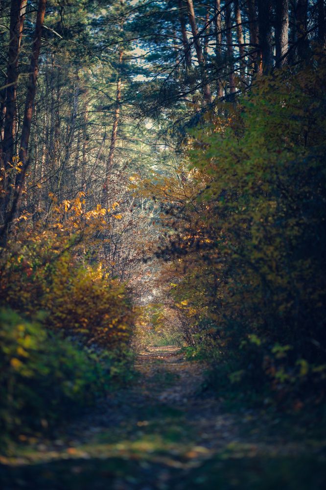 Photograph by Vitalii Kosobutskyi