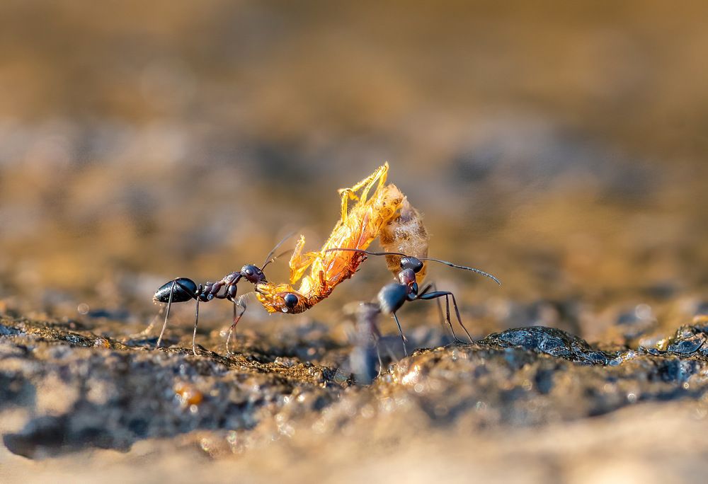 Photograph by Nitin Baste