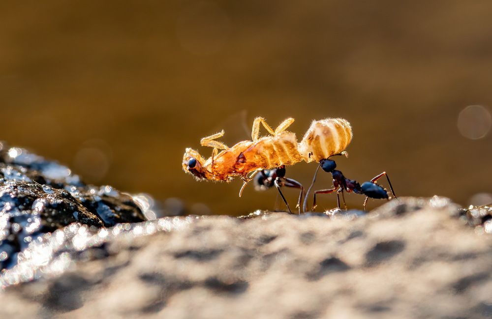 Photograph by Nitin Baste