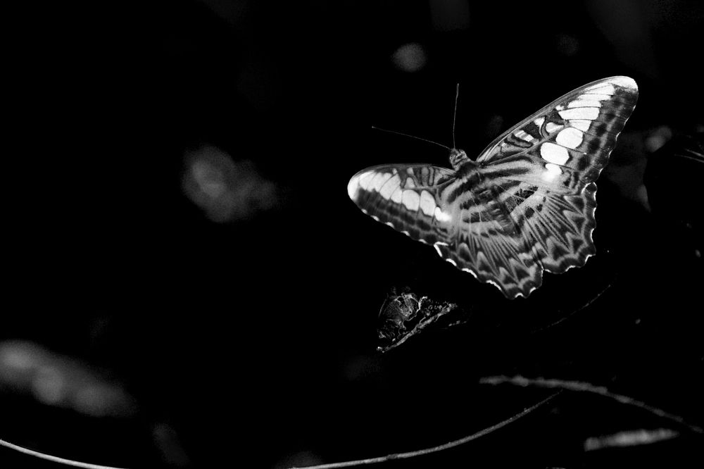 Photograph by Wricheek Dutta