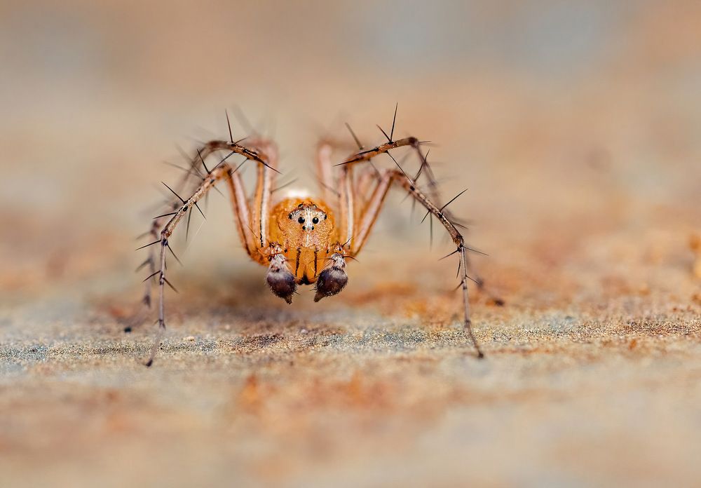 Photograph by Nitin Baste