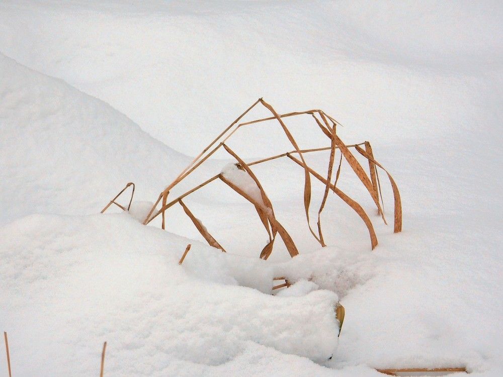 Photograph by Елена Гуляева