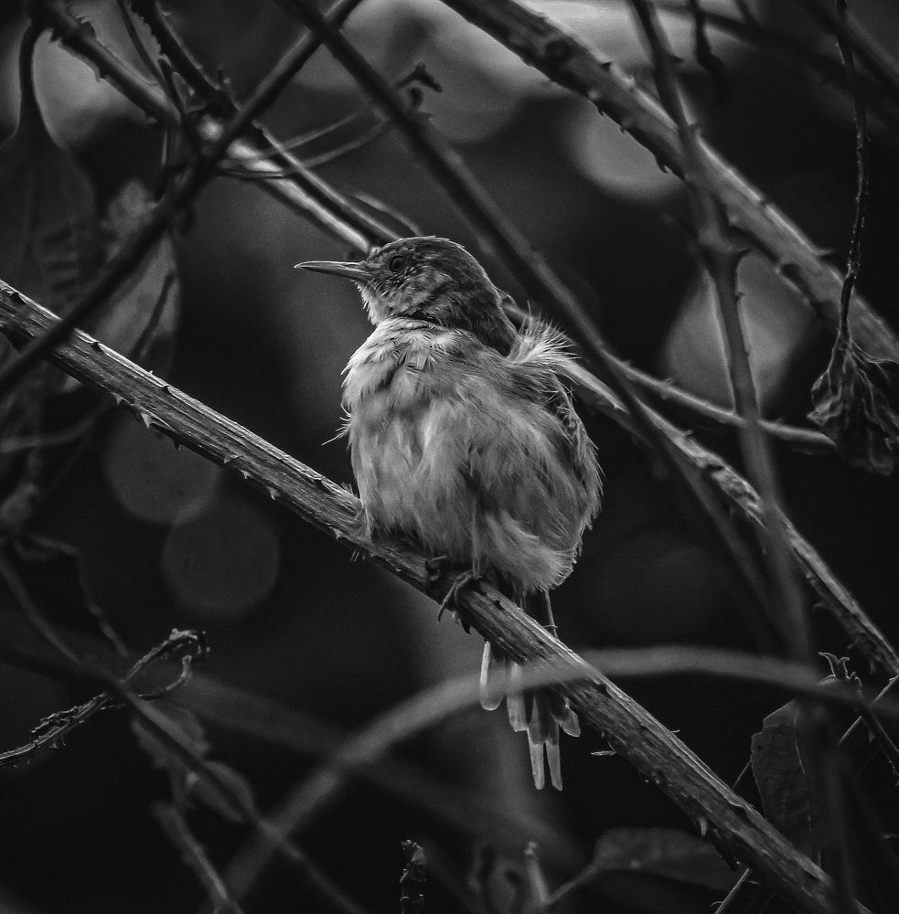 Photograph by Misbahul