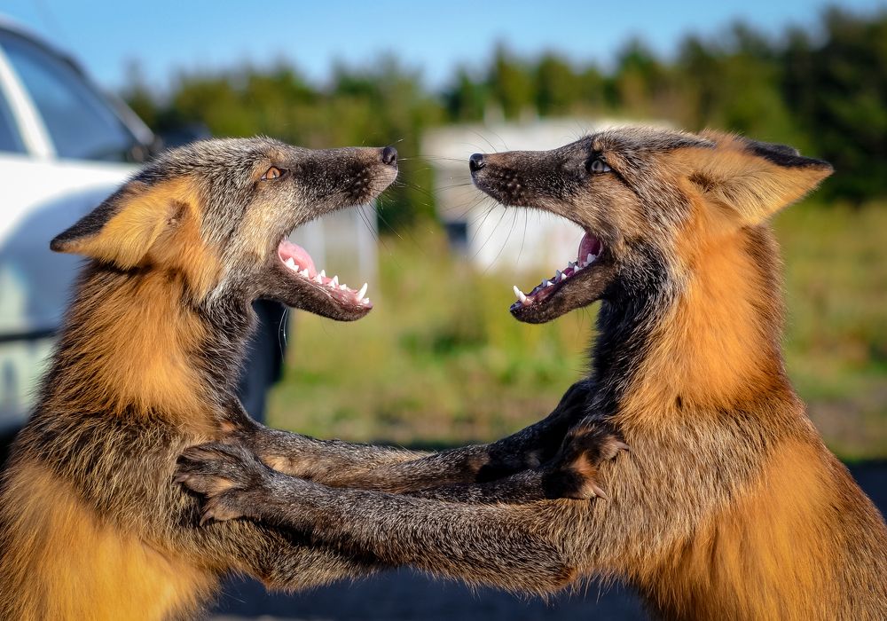 Photograph by Вероника Романенко