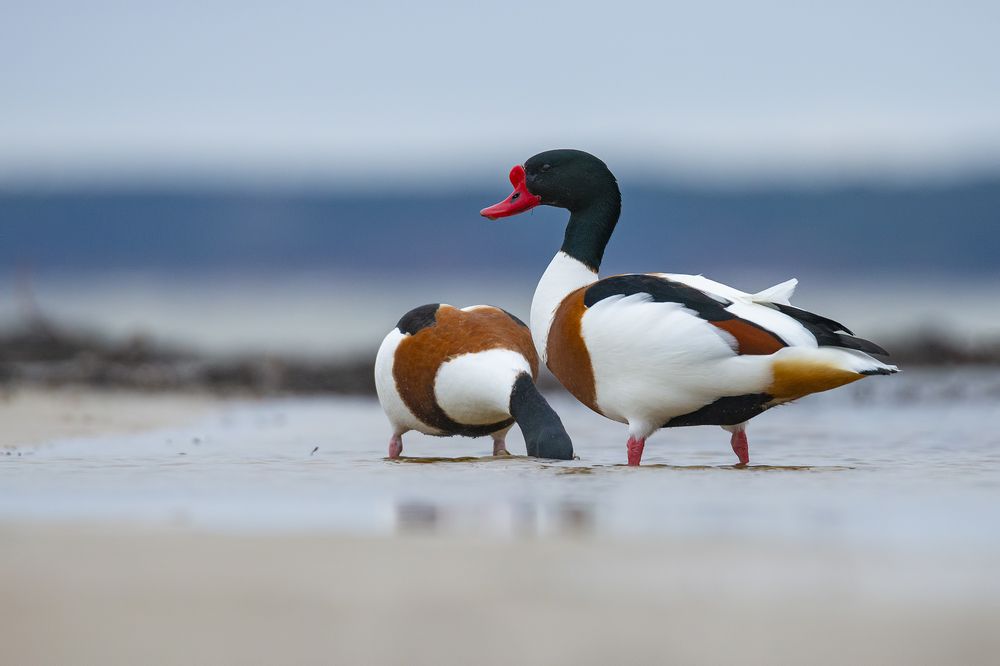 Photograph by Gatis Vilbrants