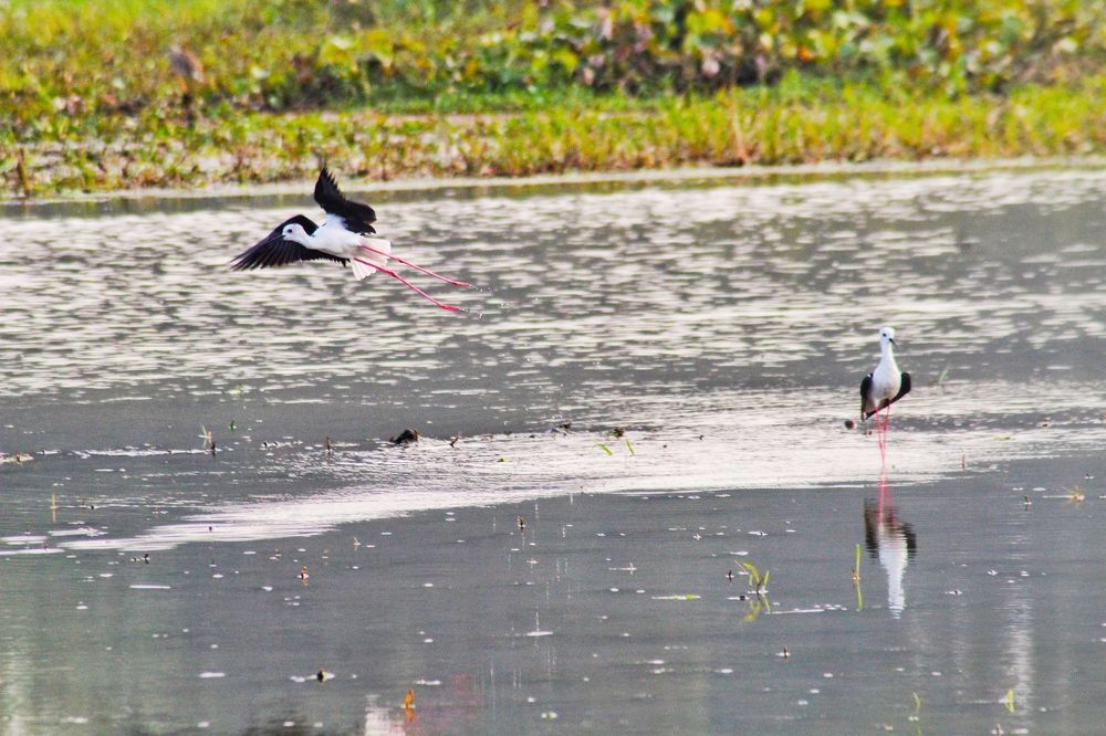 Photograph by Ashis Pramanik