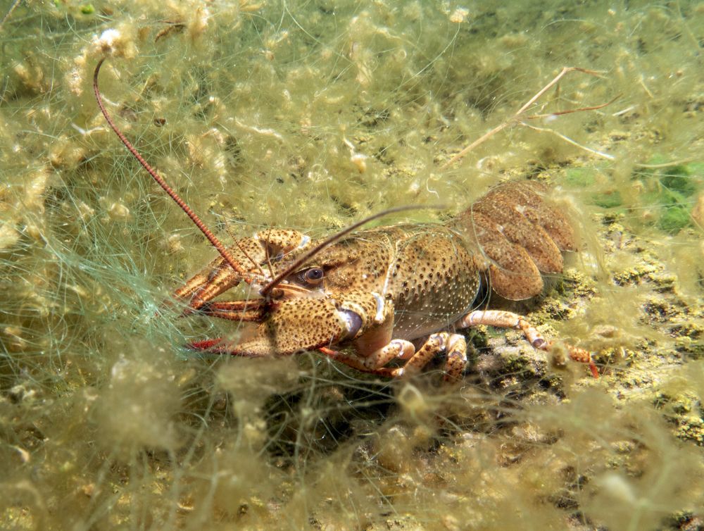 Photograph by Екатерина Чистякова