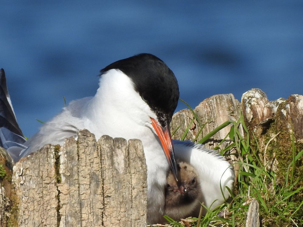 Photograph by Александр Чегодаев