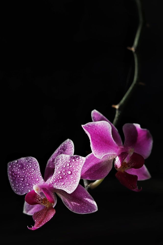 Photograph by Ольга Саенко