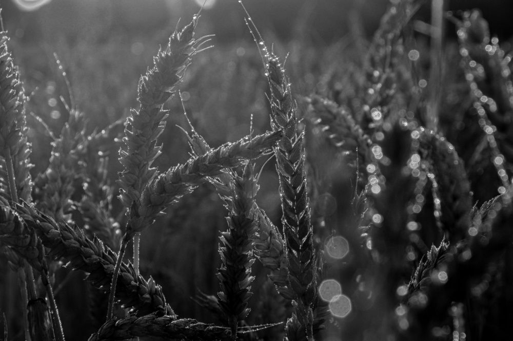 Photograph by Vitalii Kaznin