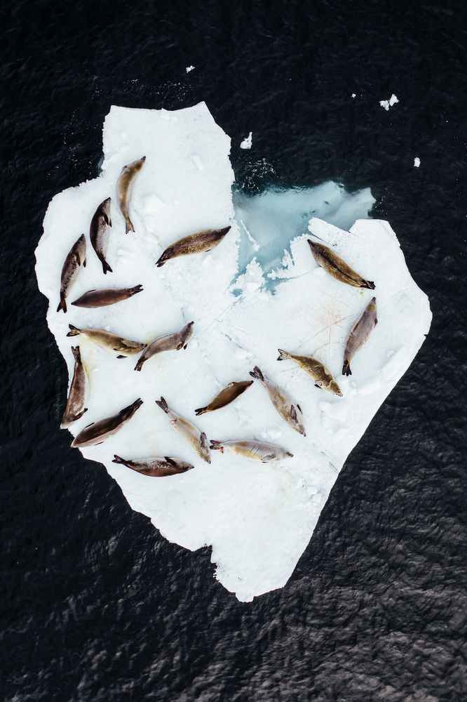 Сердце Антарктики