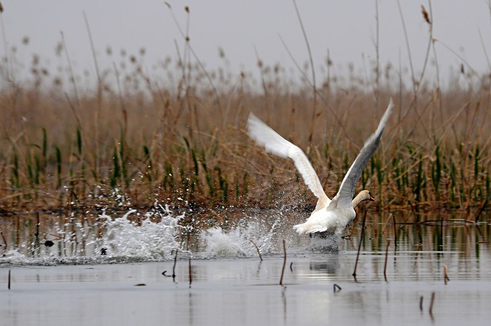 Photograph by Ястребцов Олег