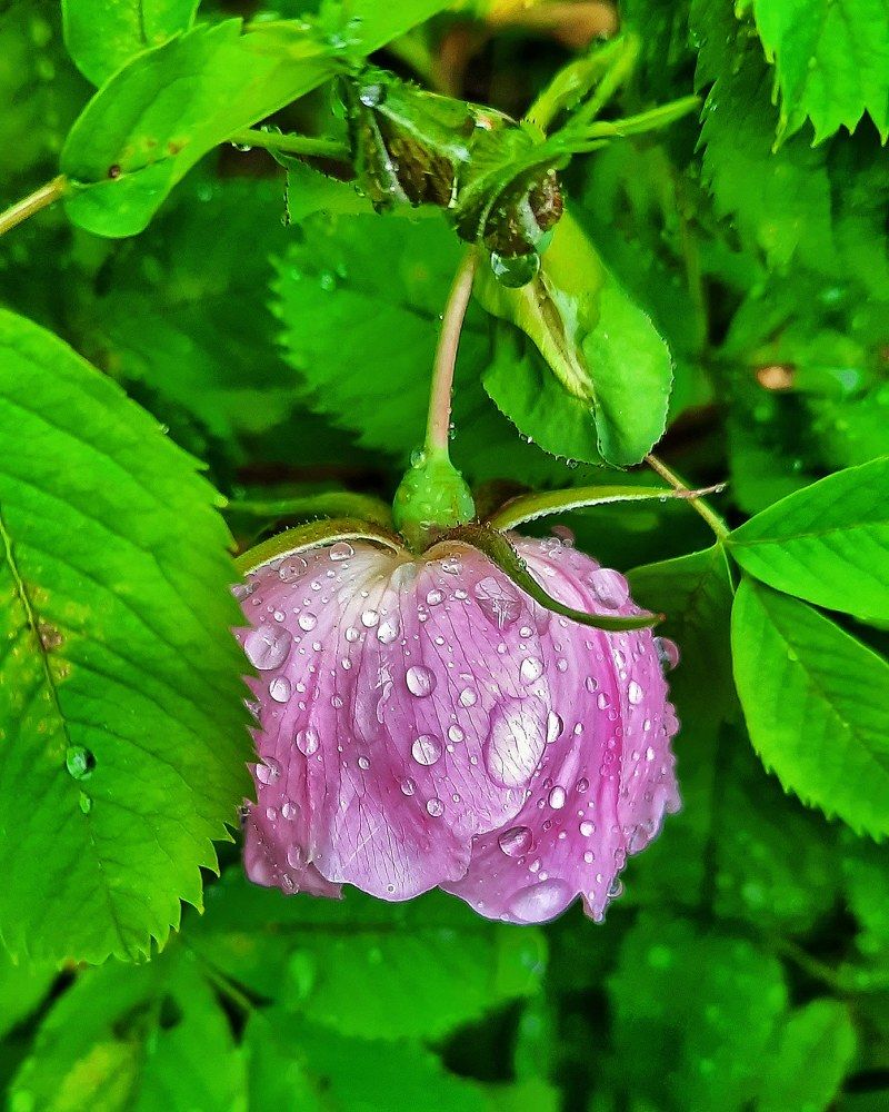 Photograph by Гульназ Арсланова