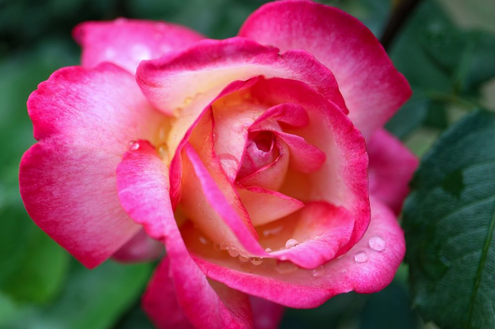 Photograph by Snezana Petrovic