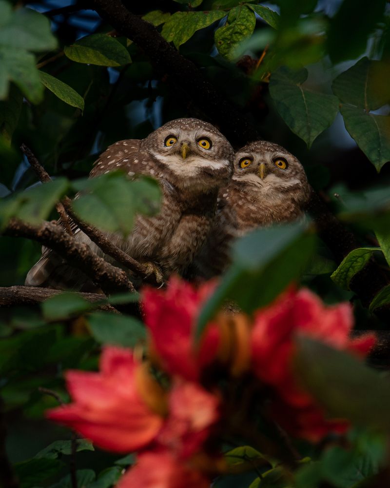 Photograph by Agnibho Saha