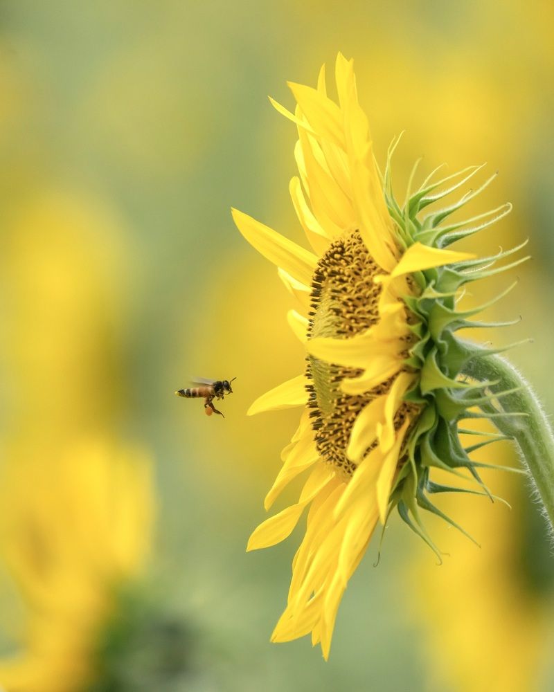 Photograph by Dhikshanethraa Jayaprakash