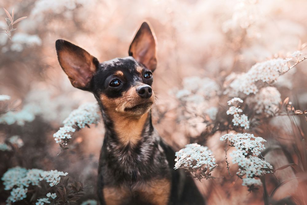 Just Another Day In Quarantine