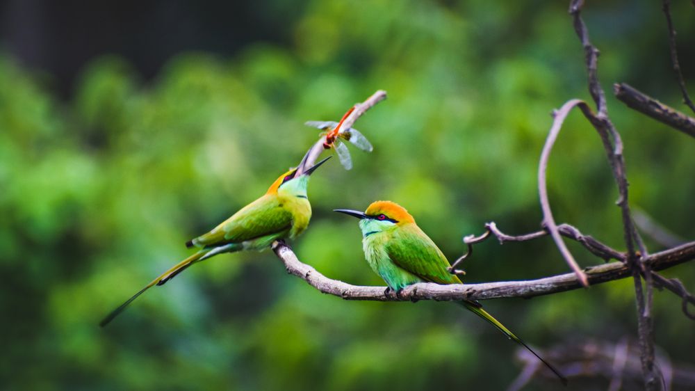 The Bee Eater
