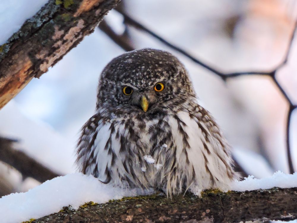 Взгляд маленького хищника