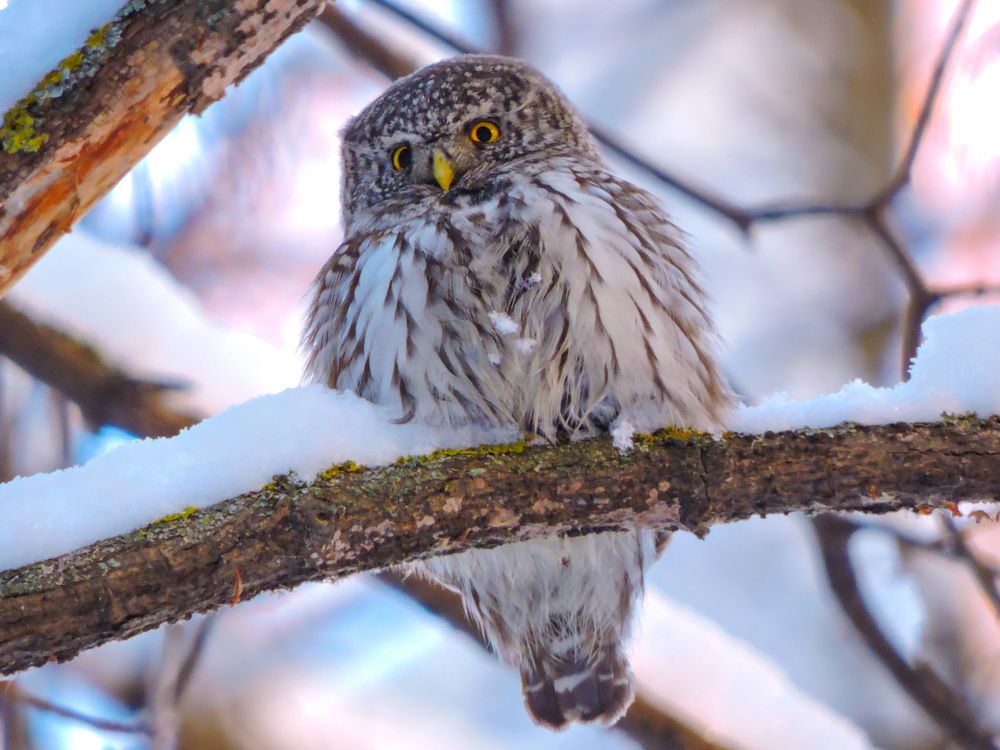 Photograph by Игорь Степанов