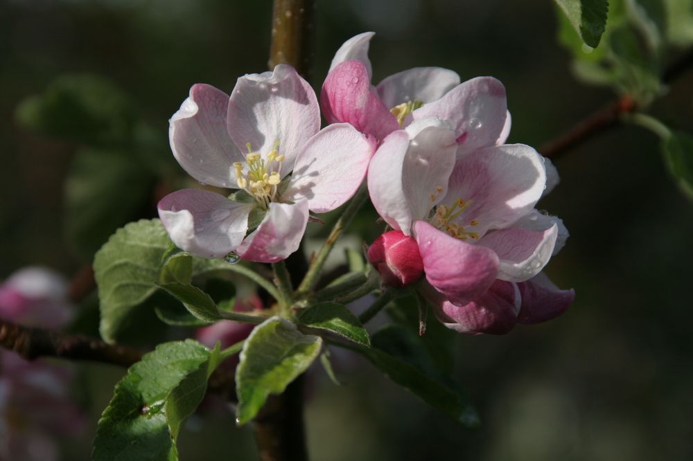 Photograph by David Gharibashvili