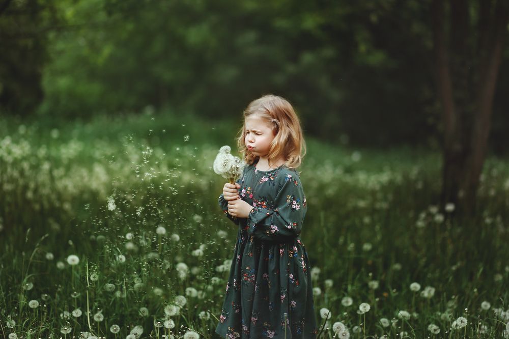 Одуванчики