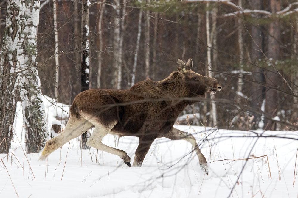 Photograph by Татьяна Нурхайдарова