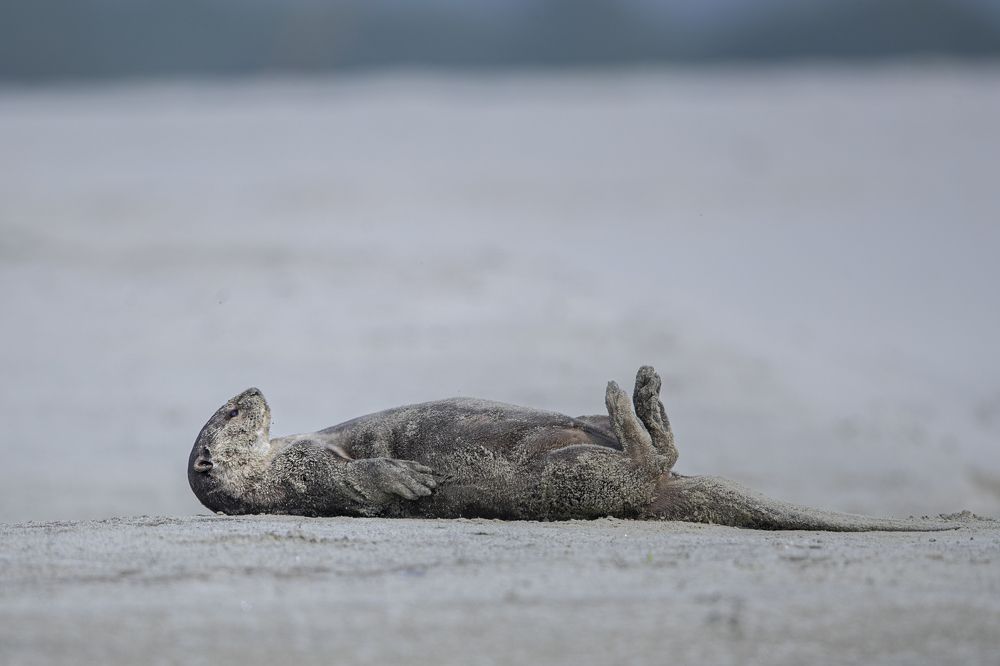 Фотография автора Sudipta Chakraborty