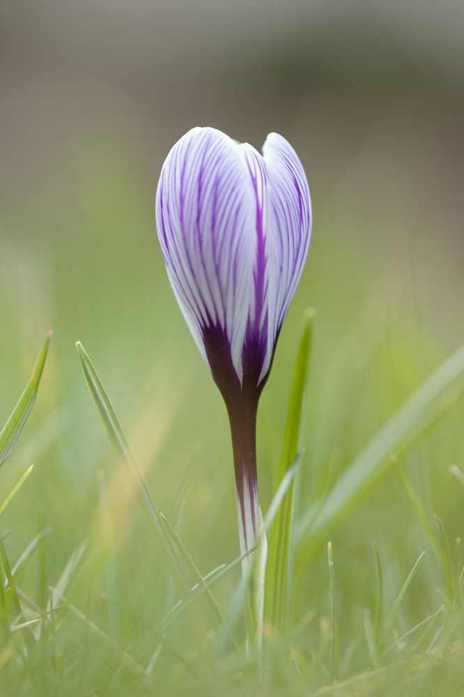 Crocus