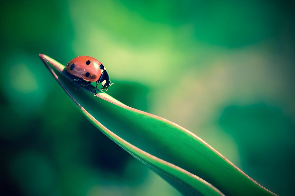 Photograph by Nelly Arnaudova