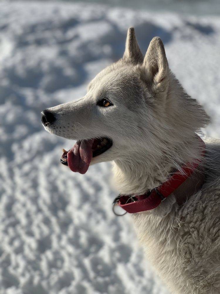 Photograph by Константин Нагорняк