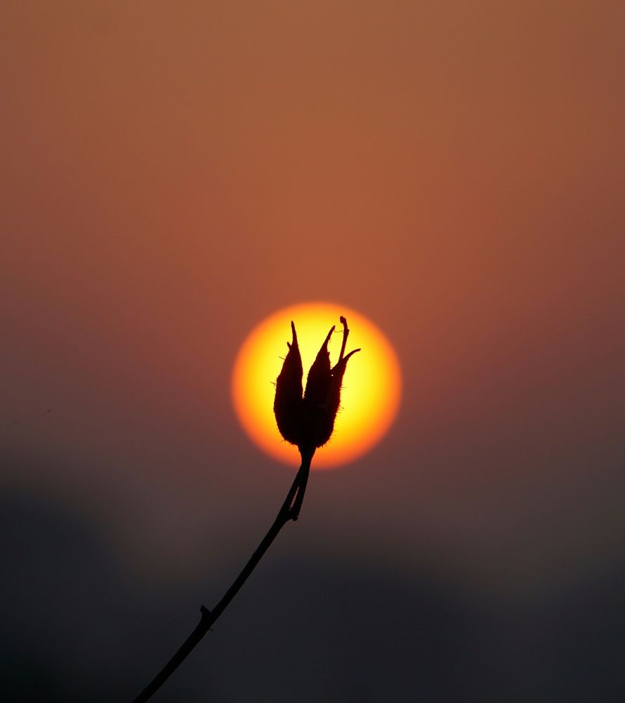 Фотография автора Pavitra Shettigar