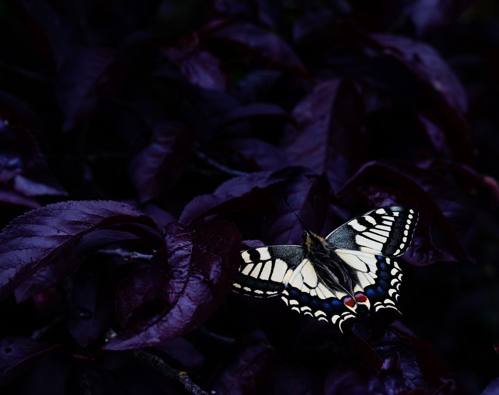 Photograph by Adrian Christ